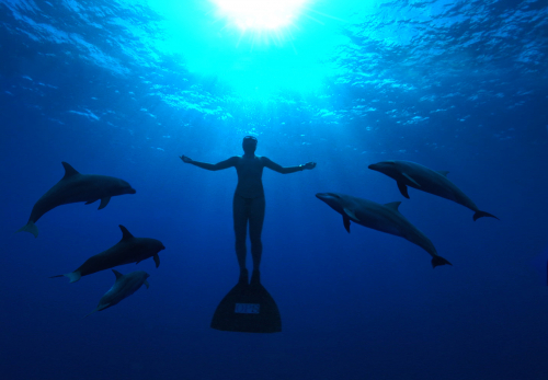 THE COVE