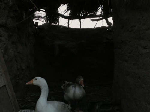 The Goose's Excuse
