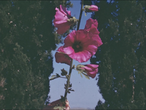 The Flowers Stand Silently, Whispering