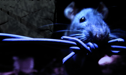 Vanni Mouse