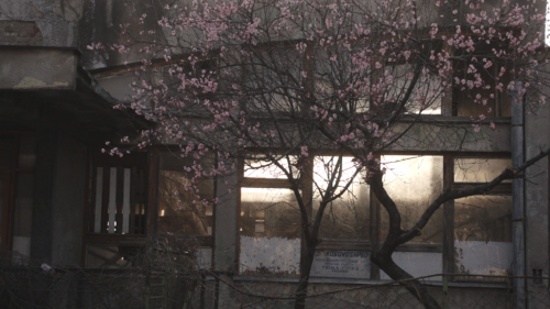 Blossoms Inverted
