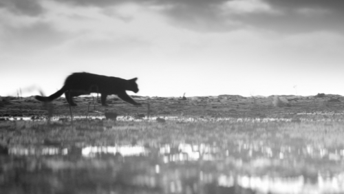Creature