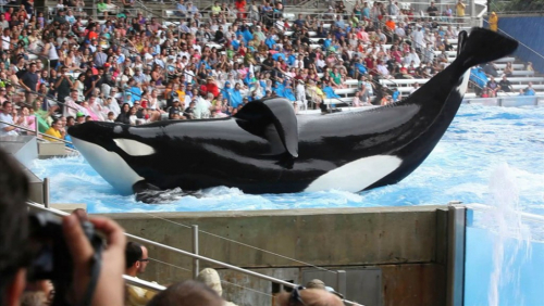 Blackfish