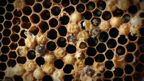 Honey on Wounds