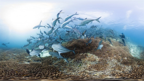 CHASING CORAL: THE VR EXPERIENCE