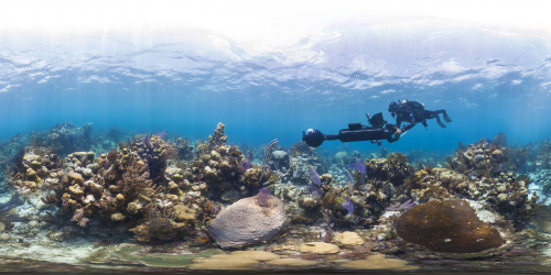 CHASING CORAL