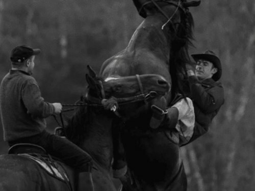 Horse Riders