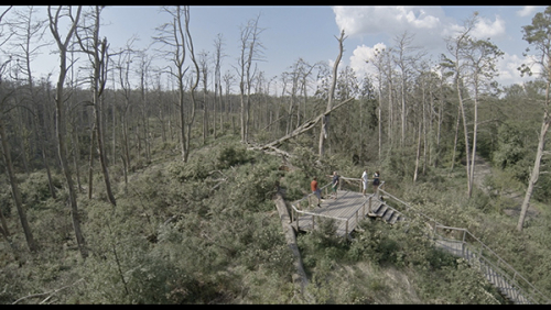 Acid Forest