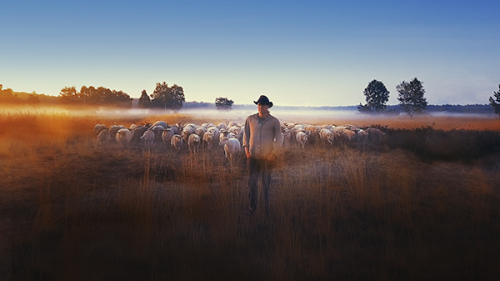Sheep Hero