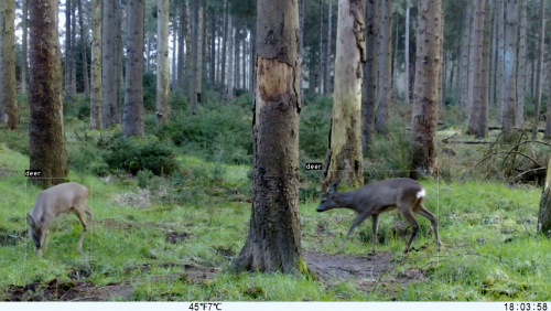 Naya - Der Wald hat tausend Augen