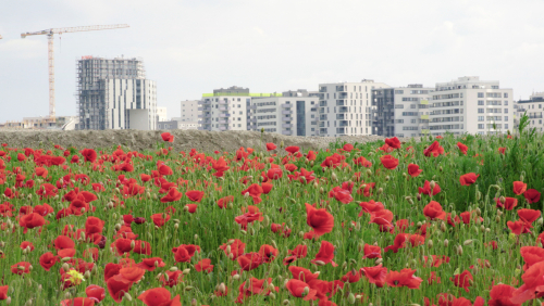 The Best City Is No City At All
