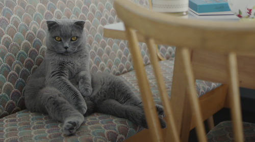 All Cats Are Gray in the Dark